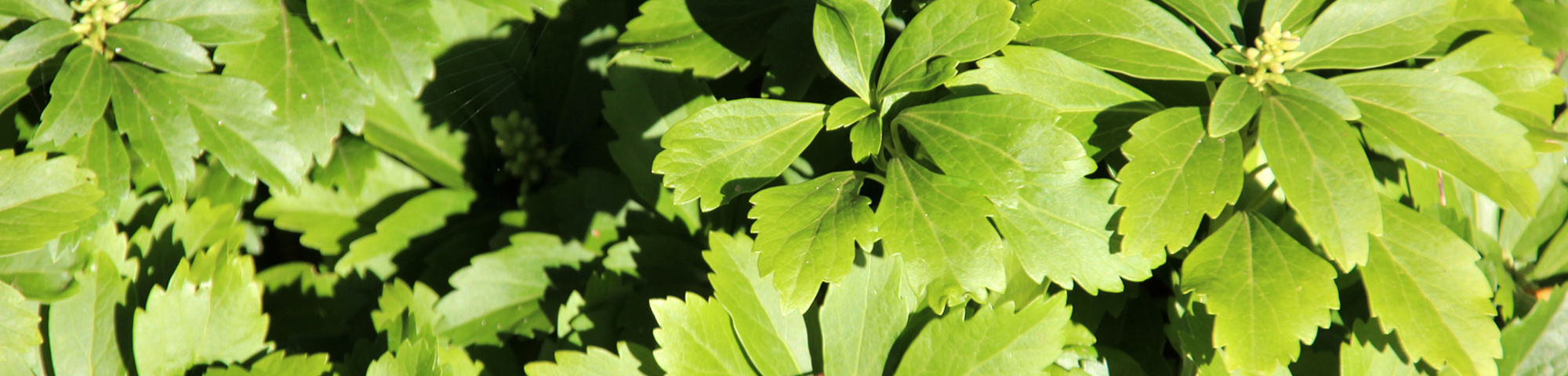 Pachysandra terminalis