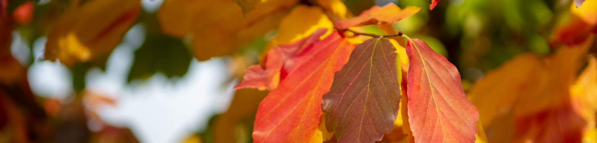 Parrotia persica