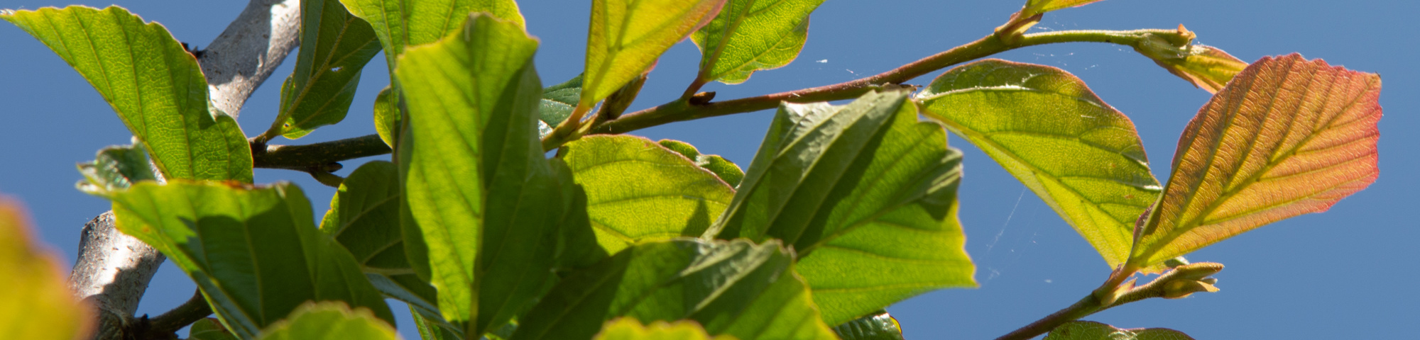 Parrotia persica 'Jodrell Bank'