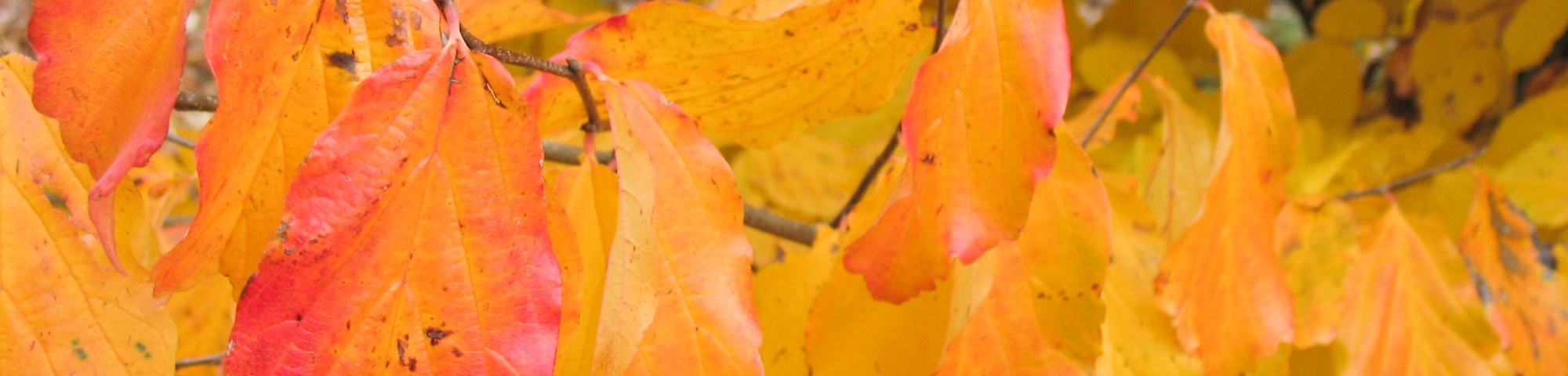 Parrotia persica 'Vanessa'