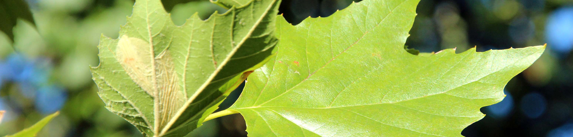 Platanus x hispanica 'Louisa Lead'