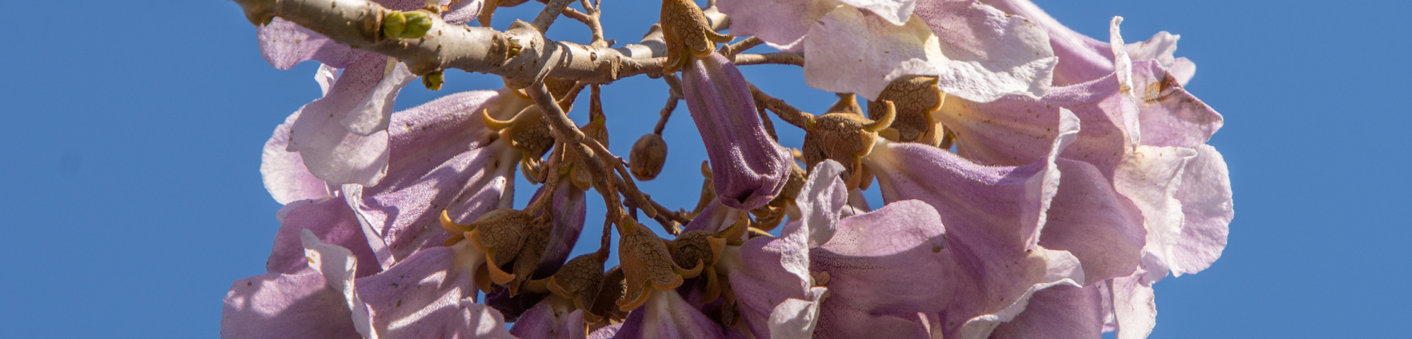 Paulownia 'FAST BLUE'