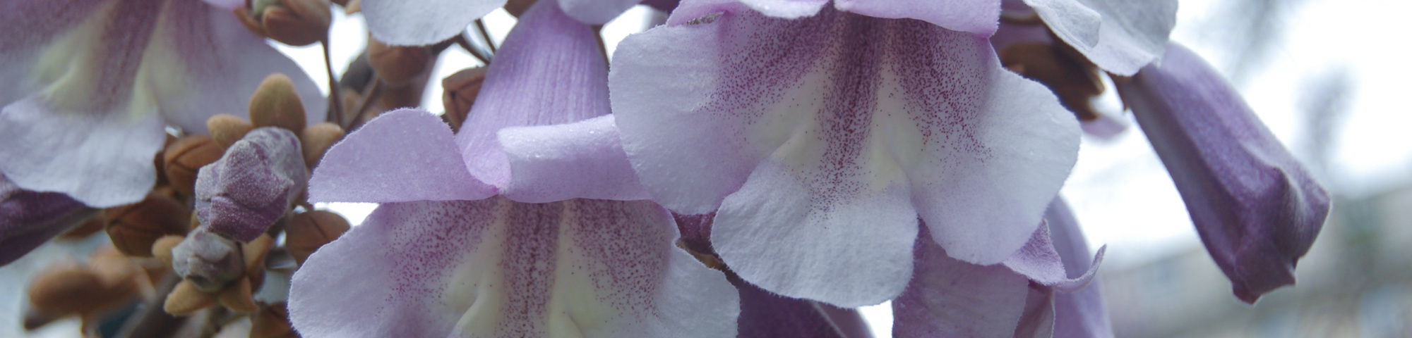 Paulownia tomentosa