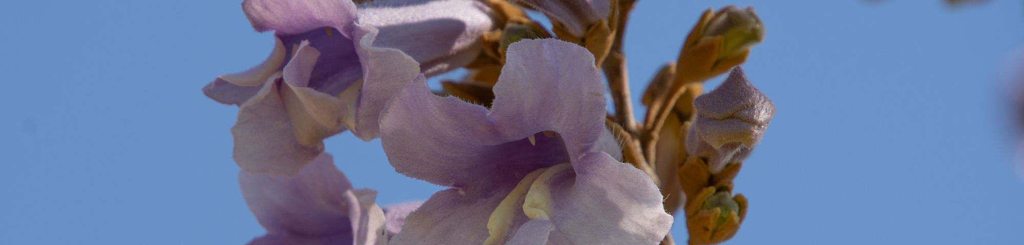 Paulownia tomentosa 'Hulsdonk'