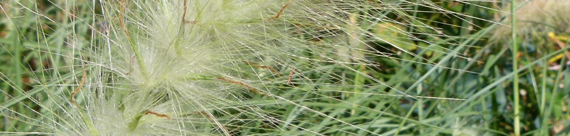 Pennisetum alopecuroides