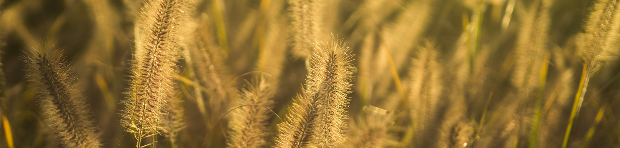 Pennisetum alopecuroides 'Hameln'