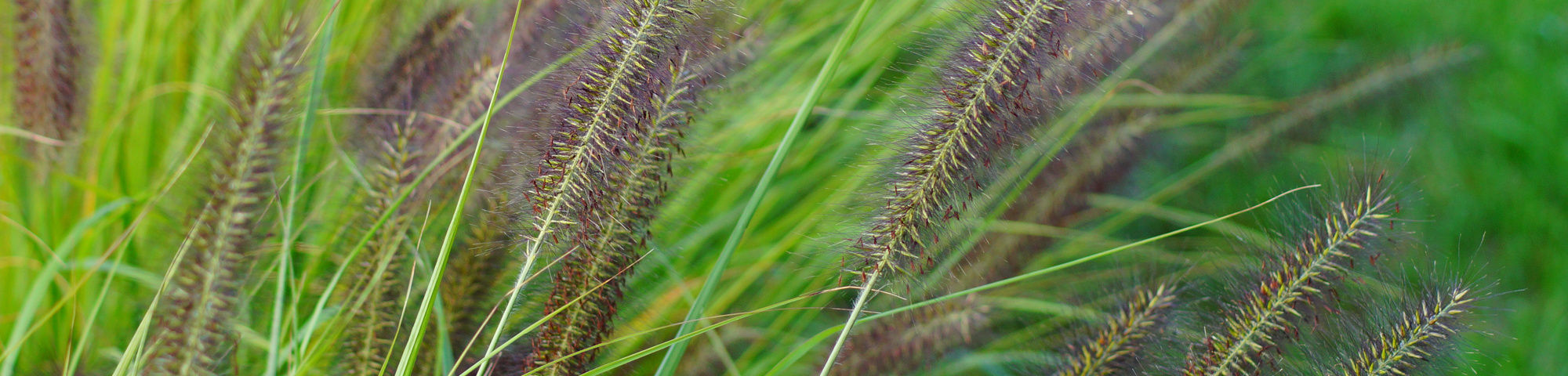Pennisetum alopecuroides 'Viridescens'