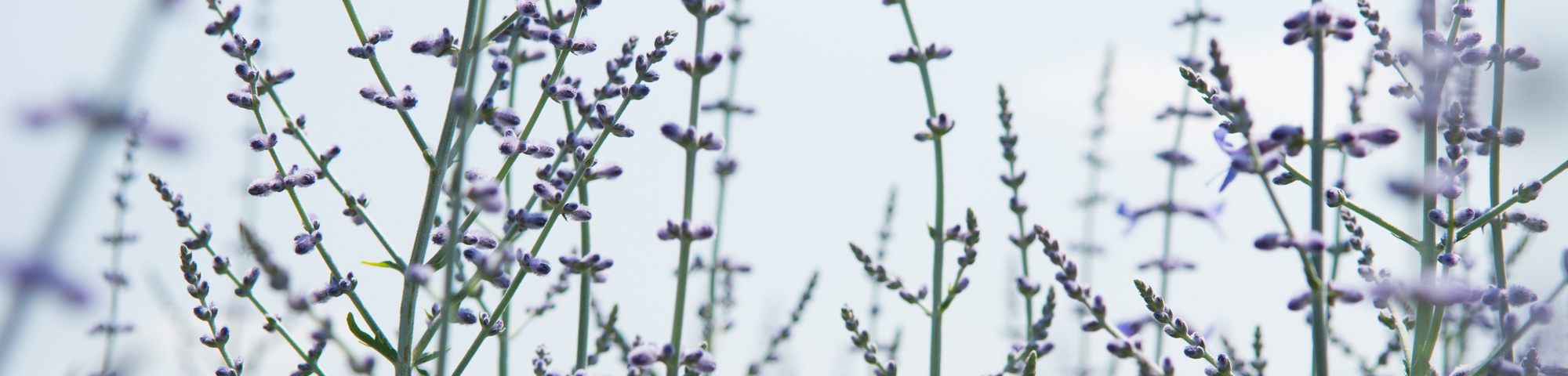 Perovskia 'Blue Spire'