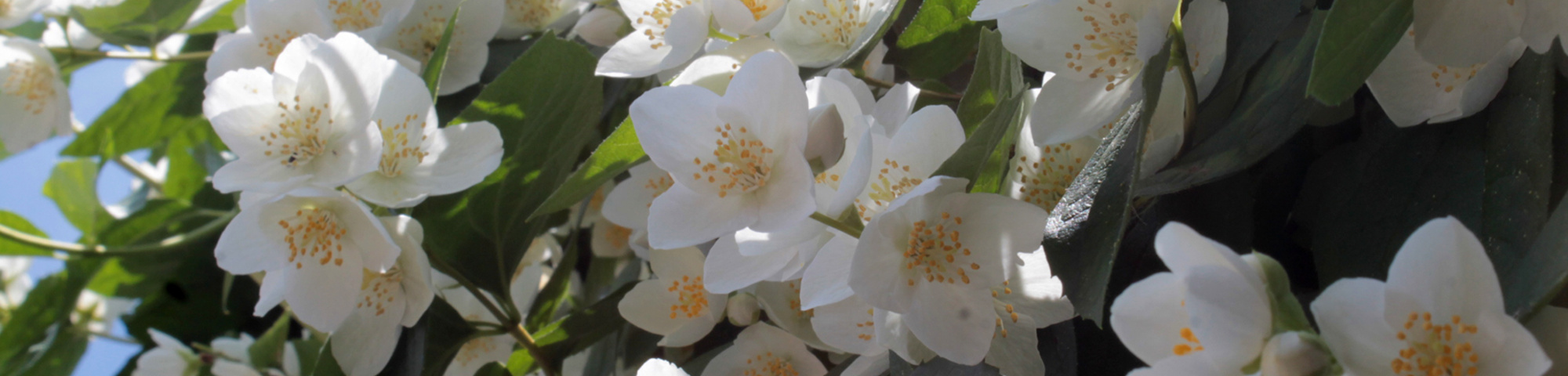 Philadelphus coronarius