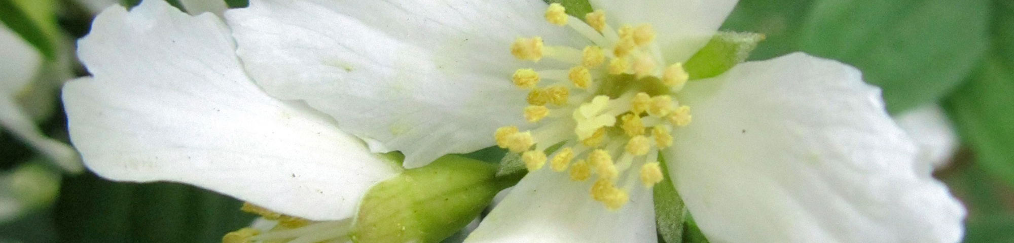 Philadelphus 'Lemoinei'