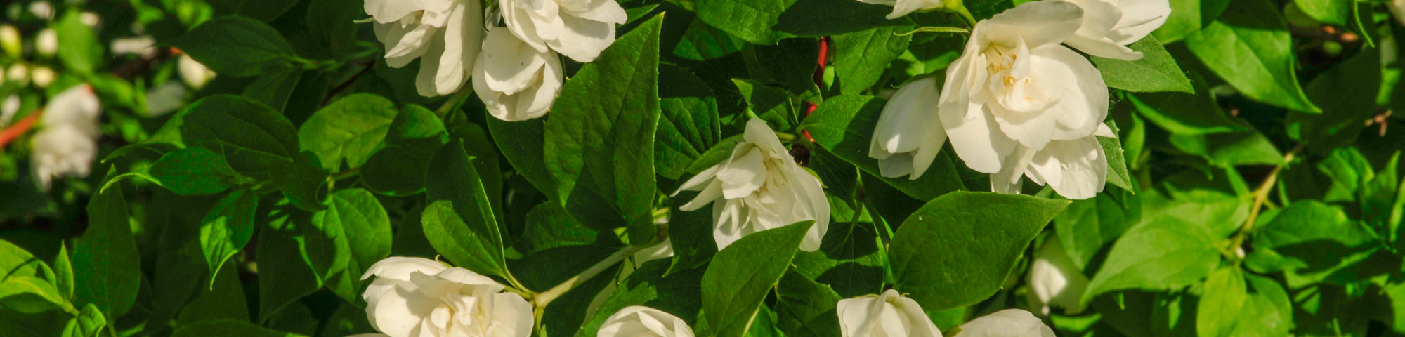 Philadelphus 'Manteau d'Hermine'