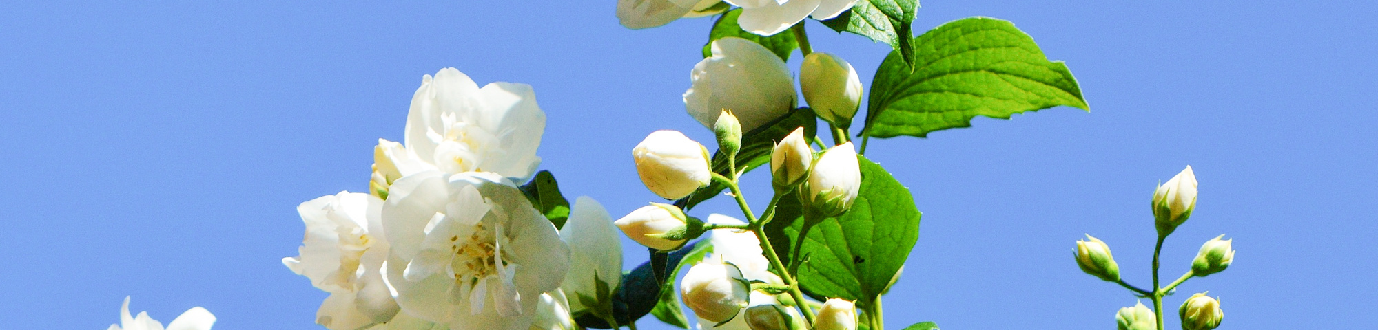 Philadelphus 'Virginal'