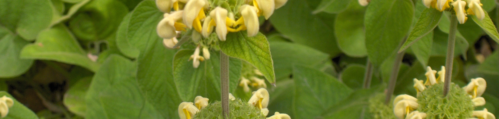 Phlomis russeliana