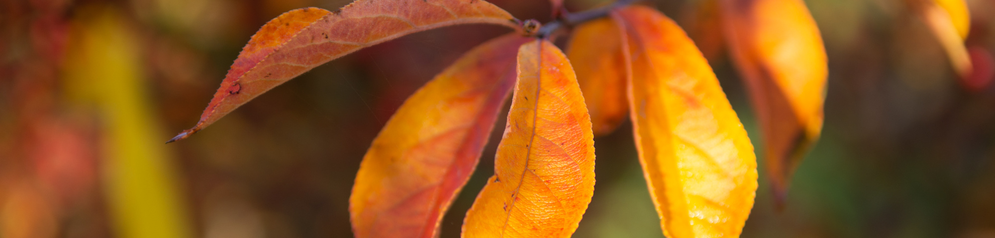 Photinia villosa