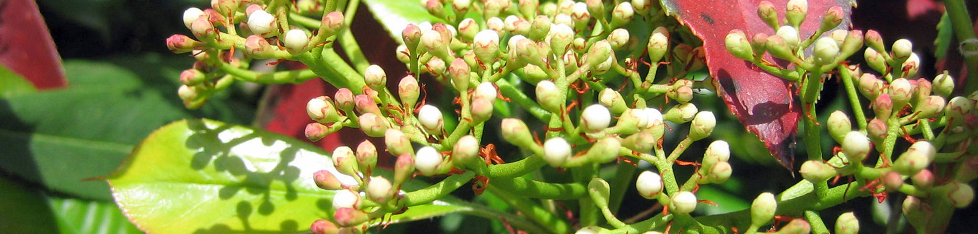 Photinia x fraseri