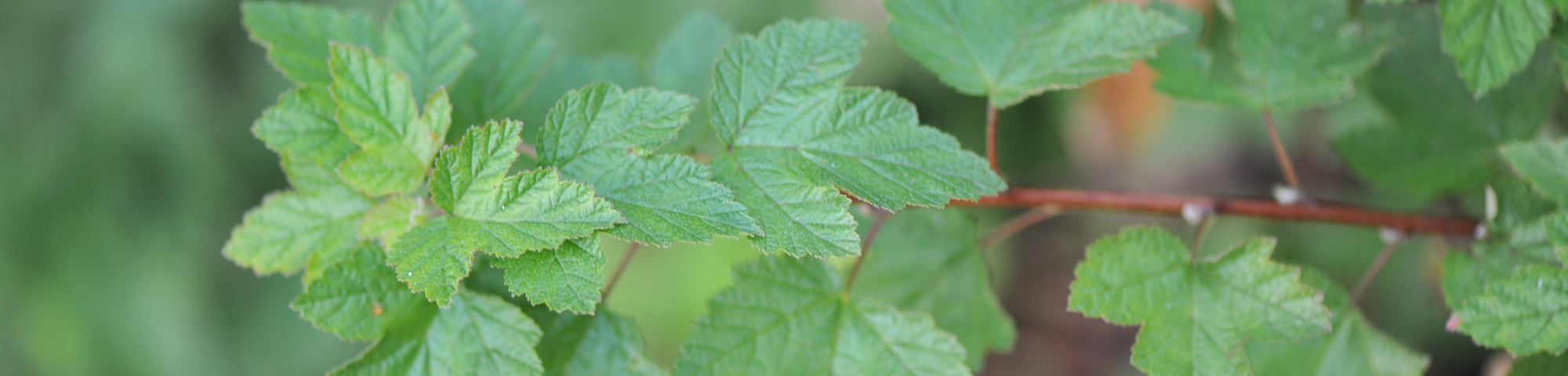 Physocarpus capitatus 'Tilden Park'