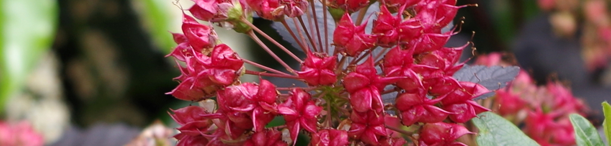 Physocarpus opulifolius