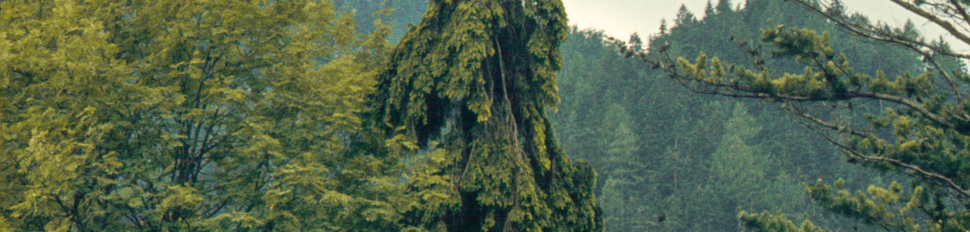 Picea abies 'Pendula'