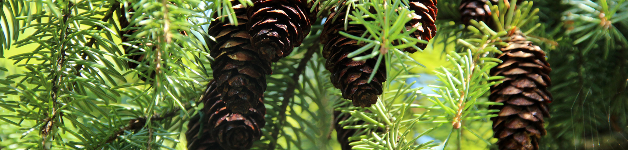 Picea omorika