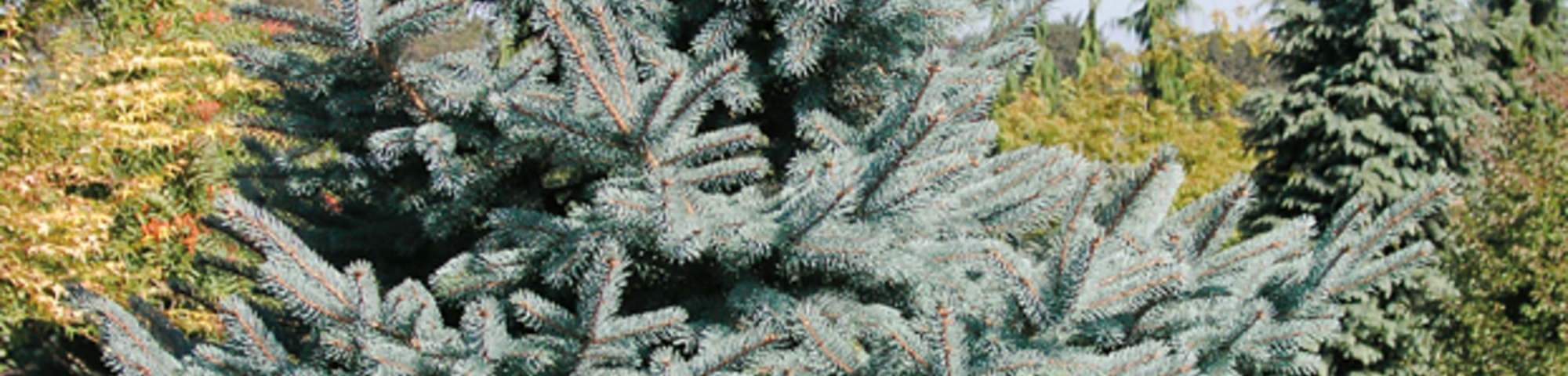 Picea pungens 'Baby Blue Eyes'