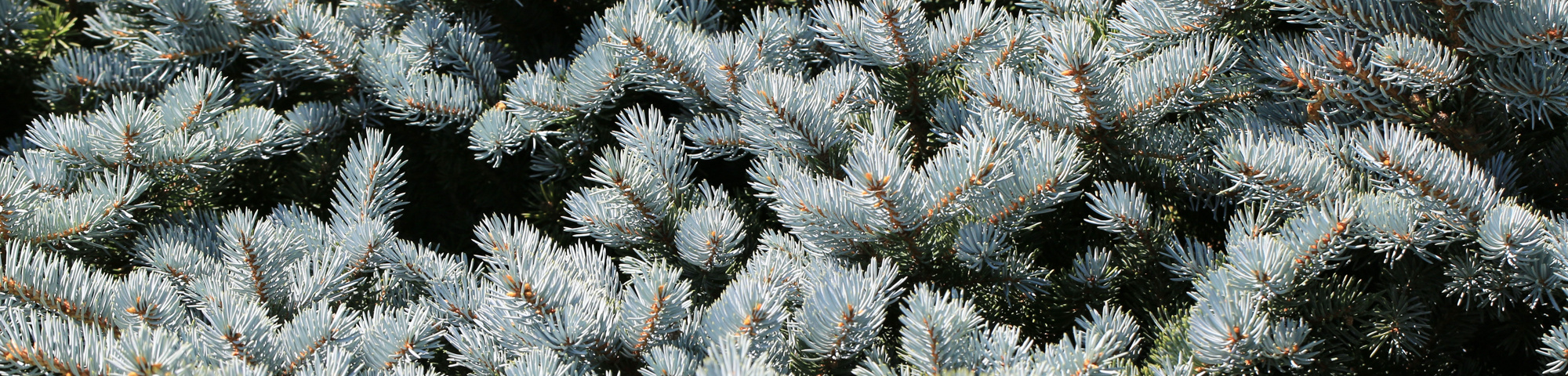 Picea pungens 'Baby Blue Eyes'