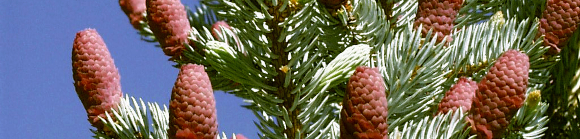 Picea pungens