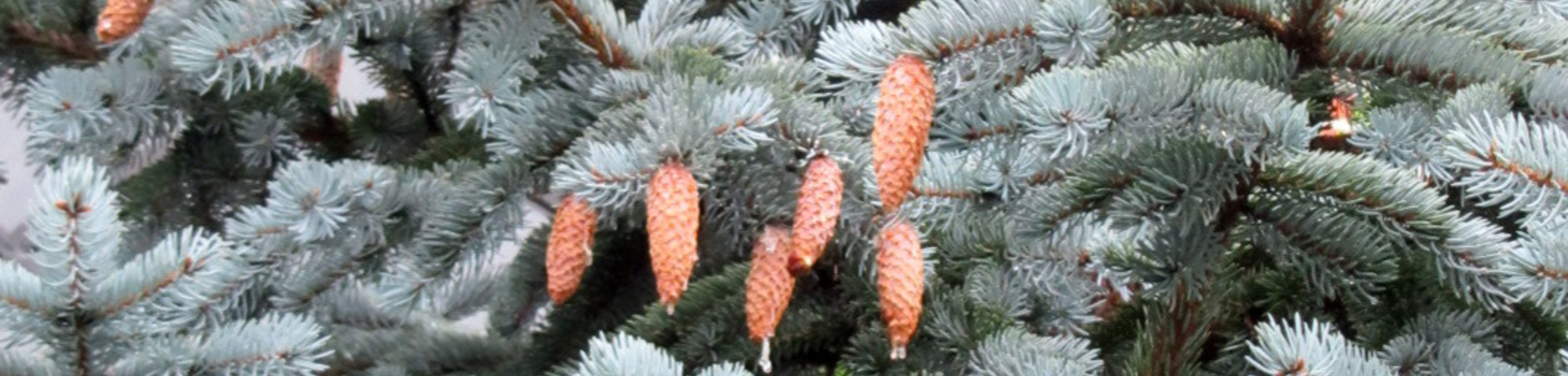 Picea pungens 'Hoopsii'