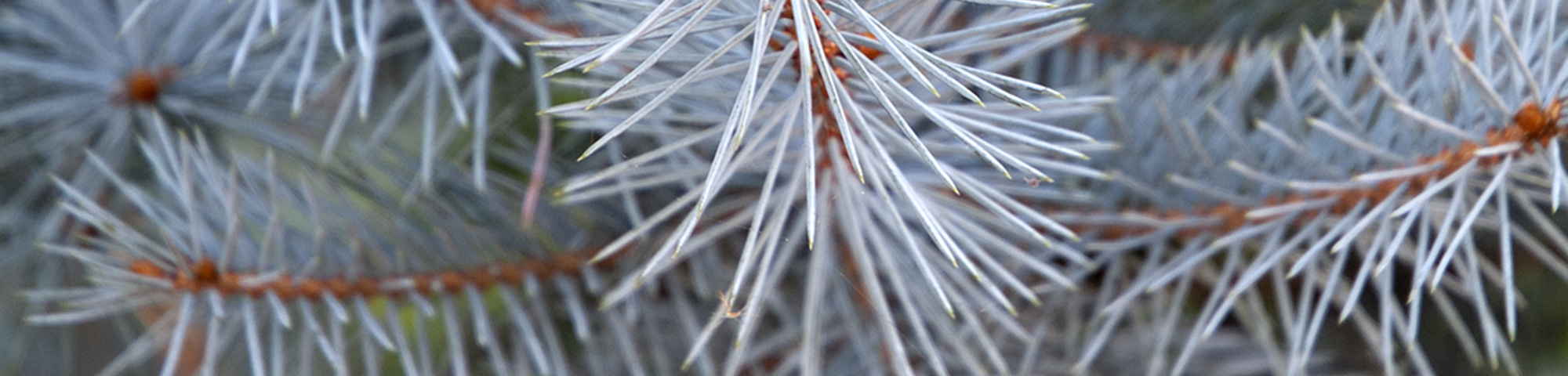 Picea pungens 'Koster'