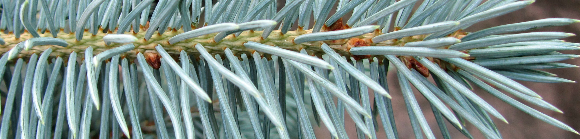 Picea pungens 'Oldenburg'