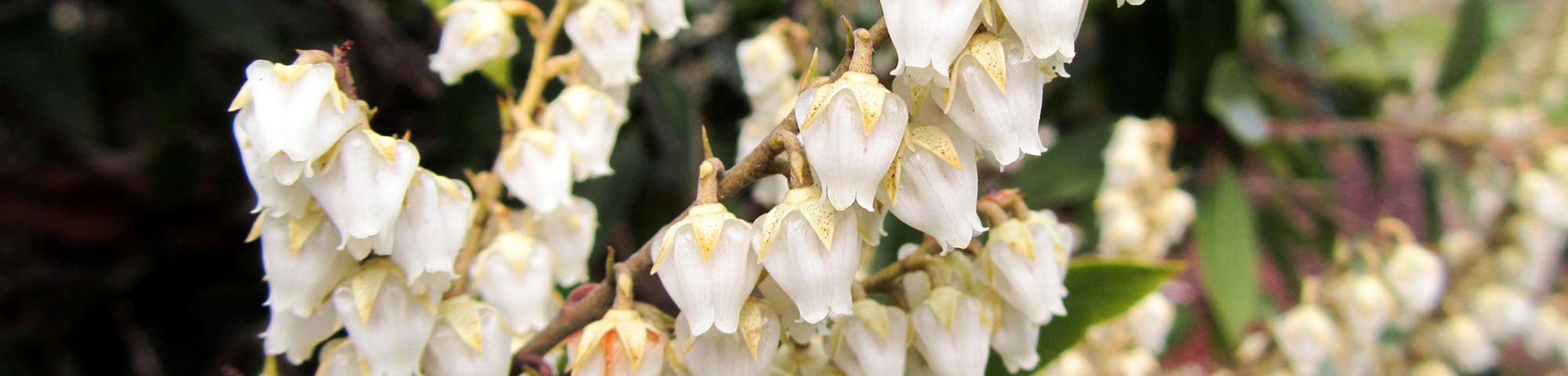 Pieris floribunda