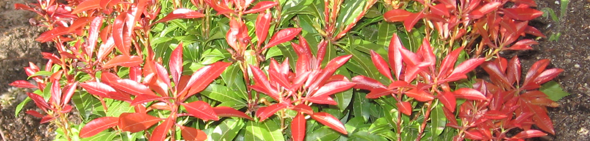 Pieris japonica