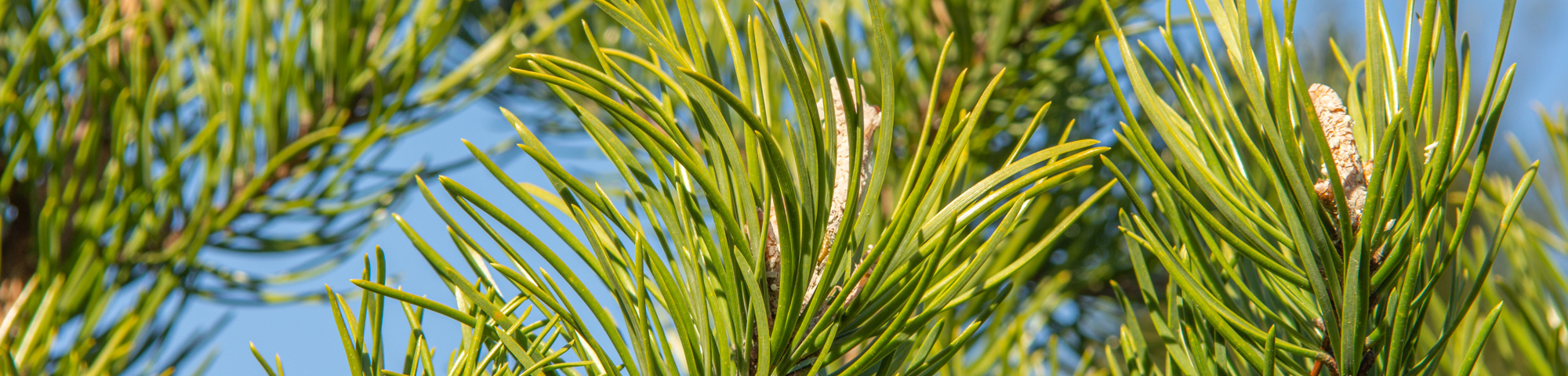 Pinus banksiana 'Kimmerholz'