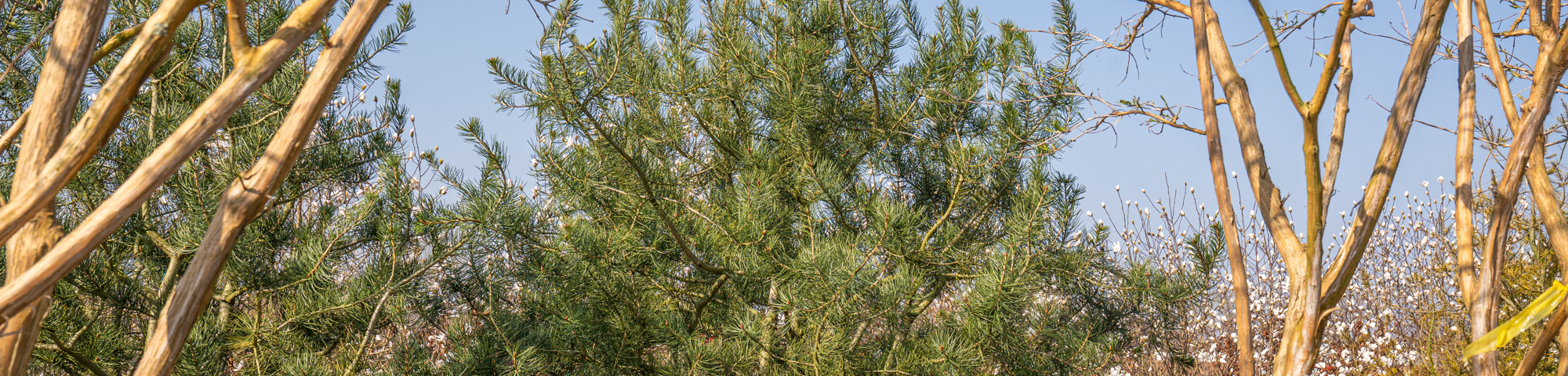 Pinus bungeana