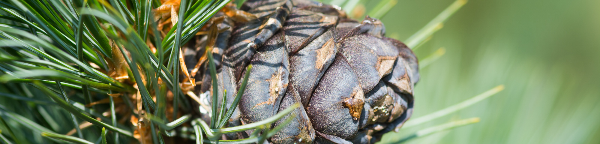Pinus cembra