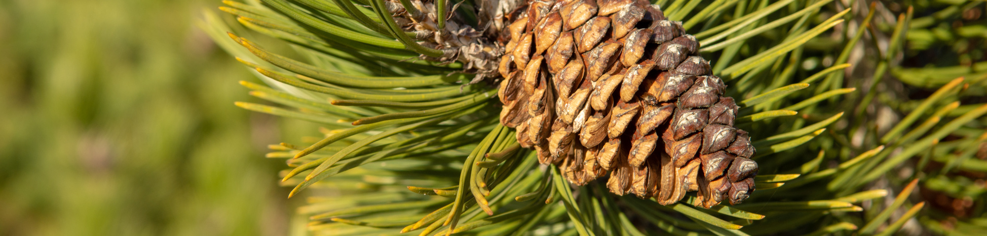 Pinus heldreichii