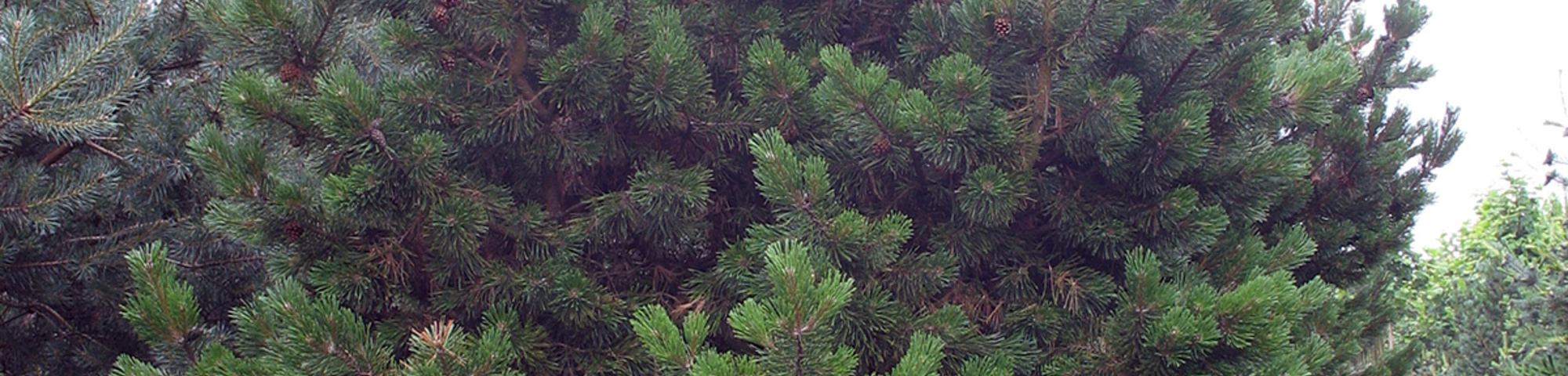 Pinus mugo 'Gnom'