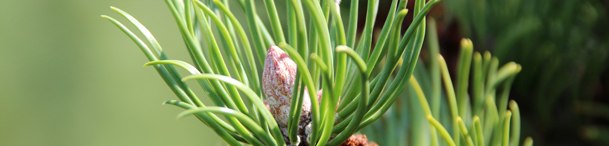 Pinus mugo
