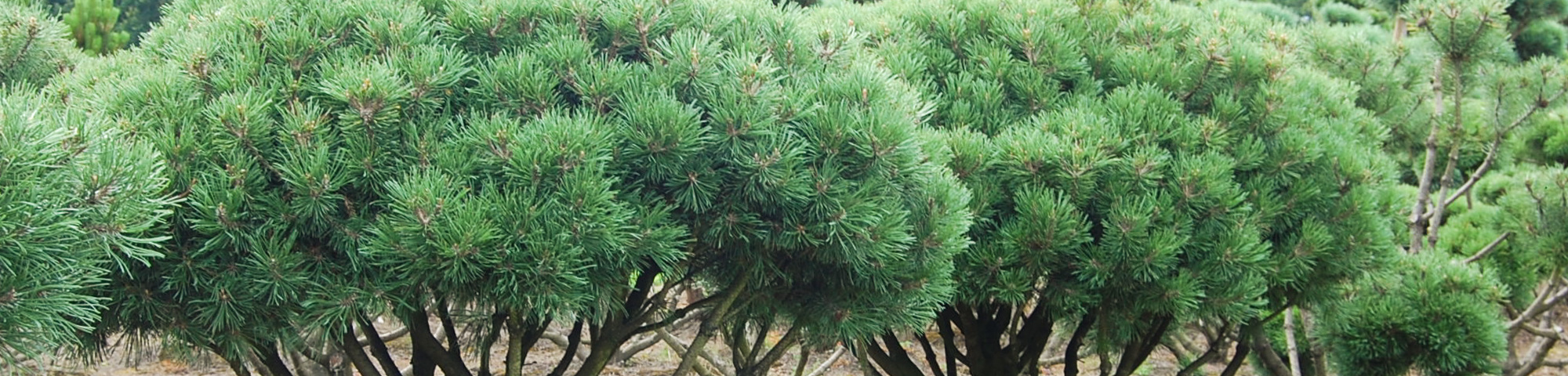 Pinus mugo 'Mops'