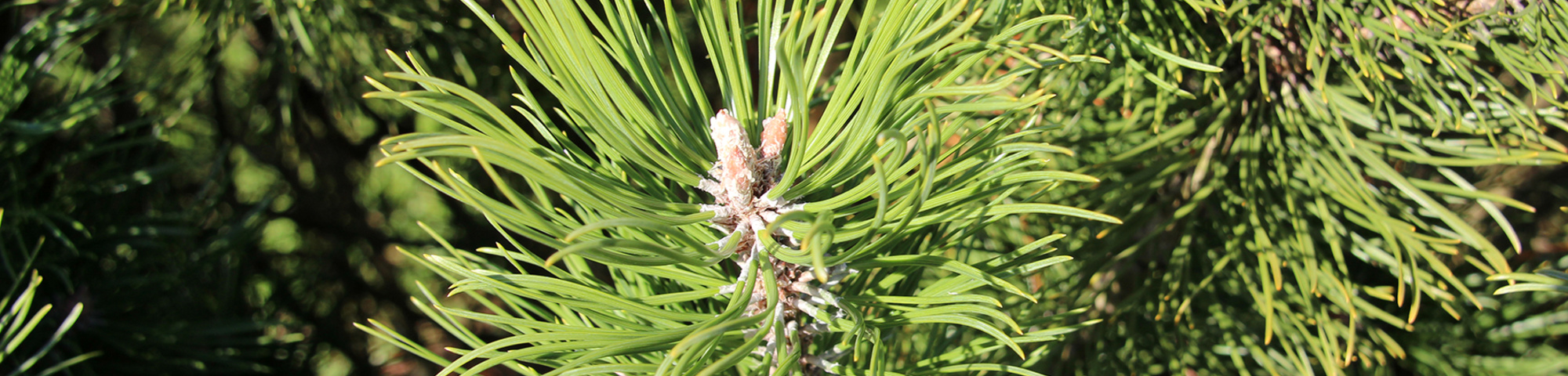 Pinus mugo subsp. mugo