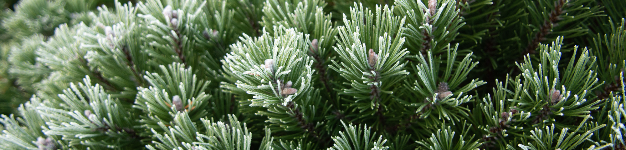 Pinus mugo subsp. uncinata