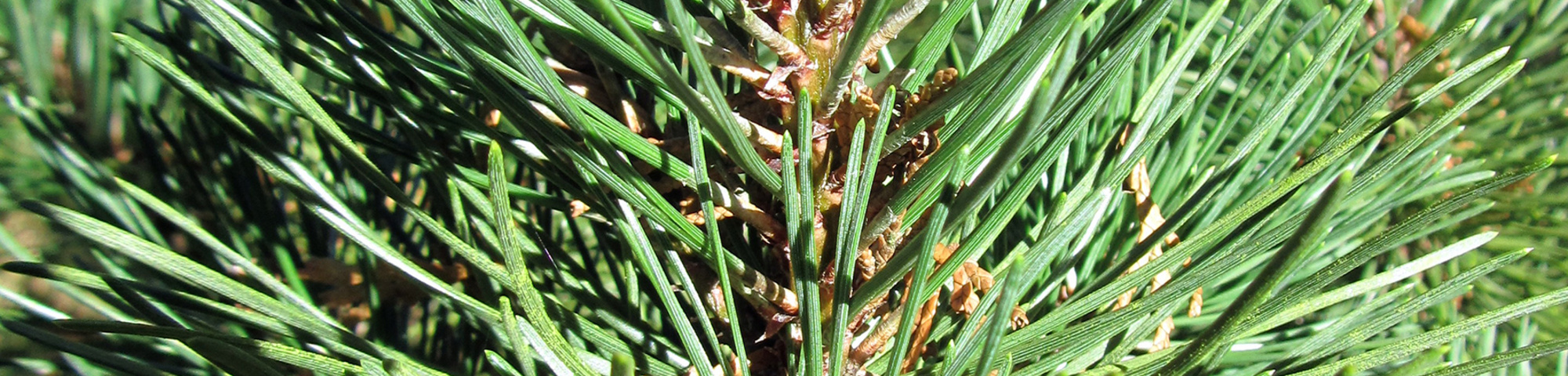 Pinus mugo var. pumilio