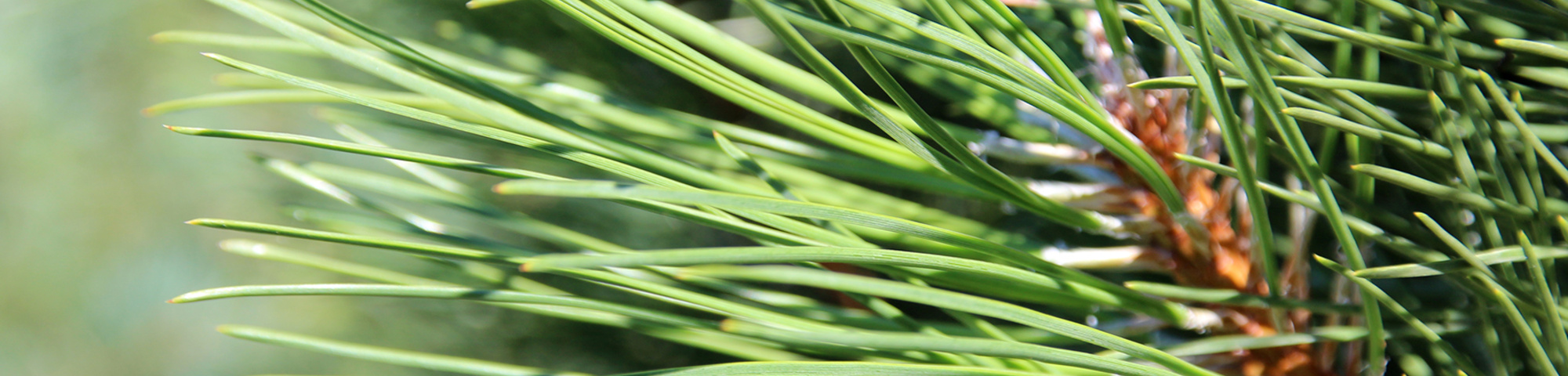 Pinus nigra 'Fastigiata'