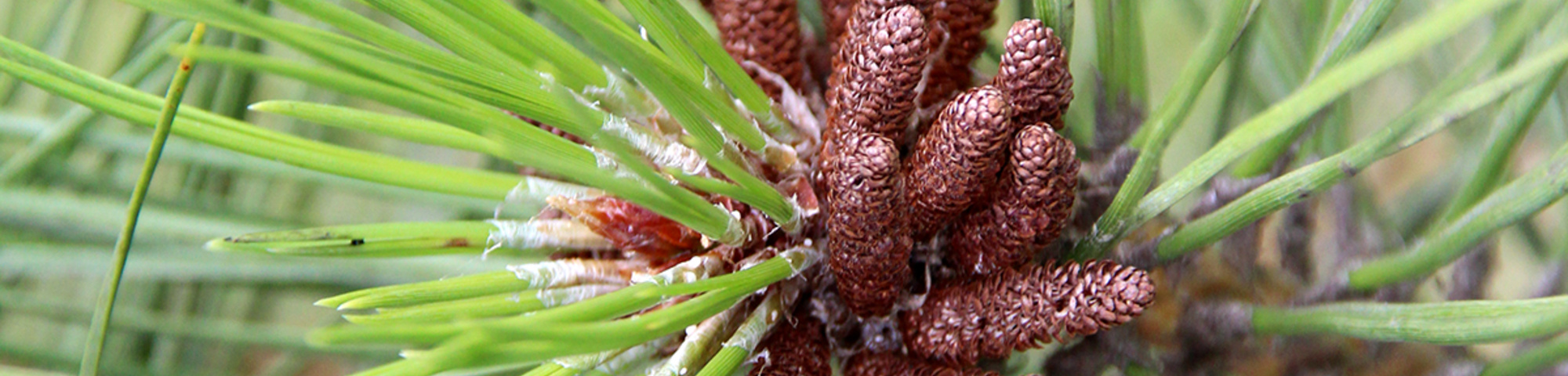 Pinus nigra 'Pyramidalis'