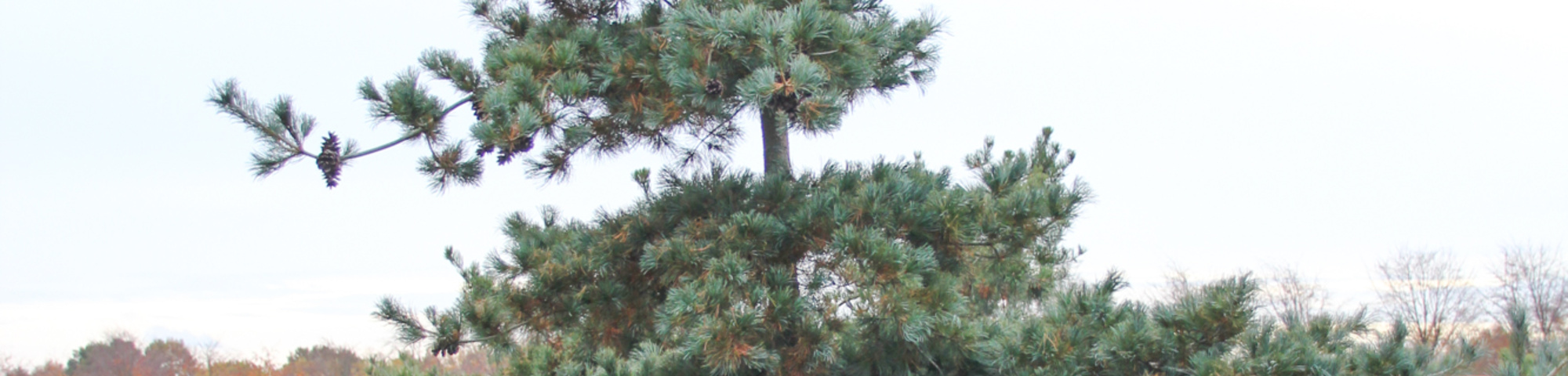 Pinus parviflora 'Brevifolia'