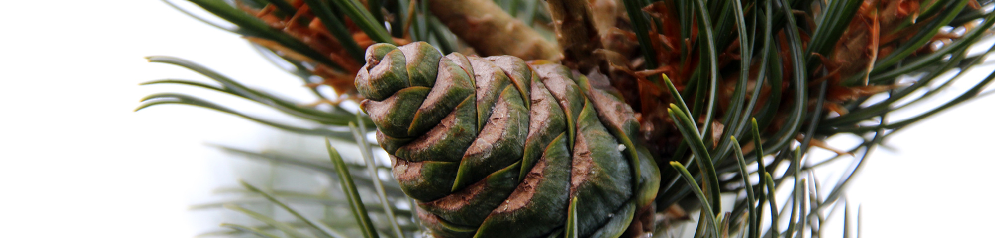 Pinus parviflora