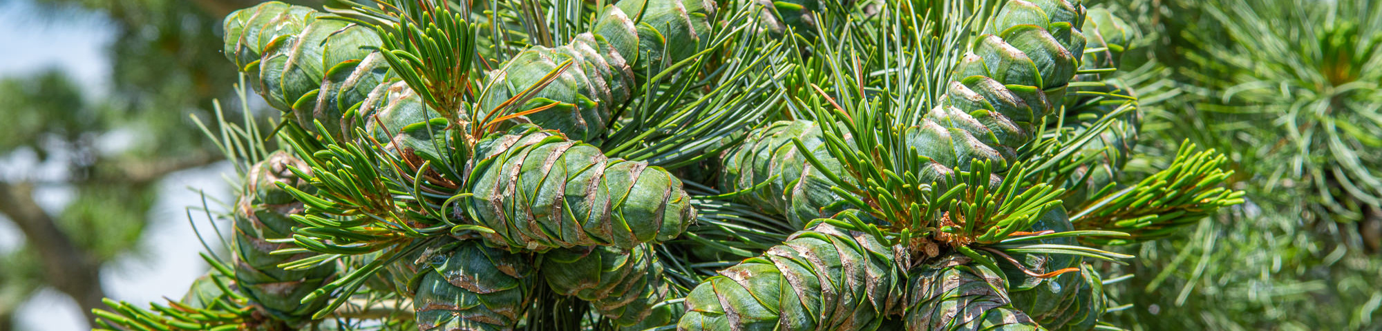 Pinus parviflora 'Glauca'