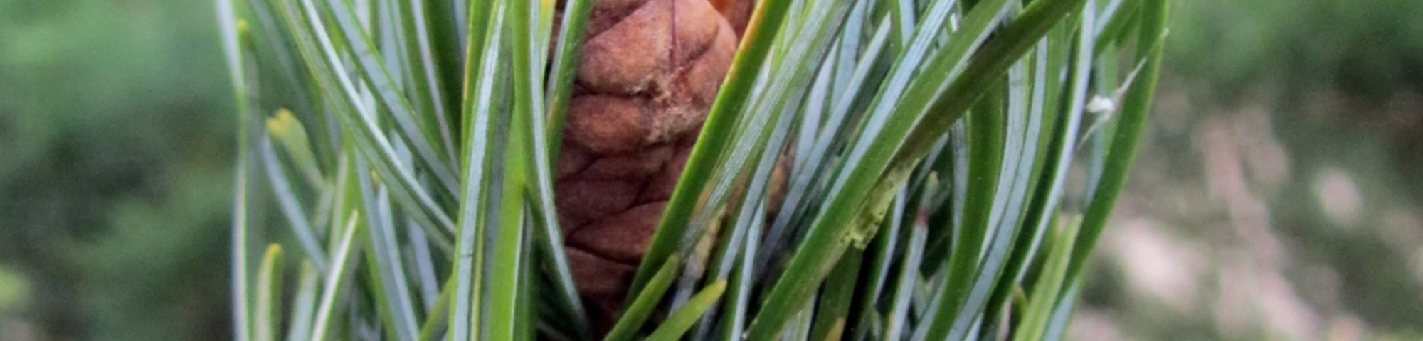 Pinus parviflora 'Tempelhof'