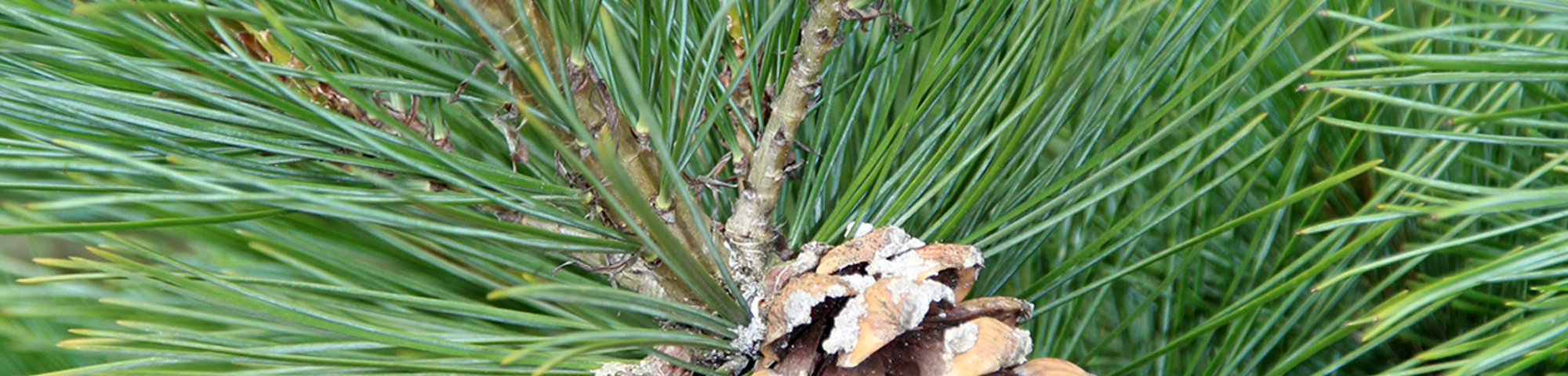 Pinus peuce