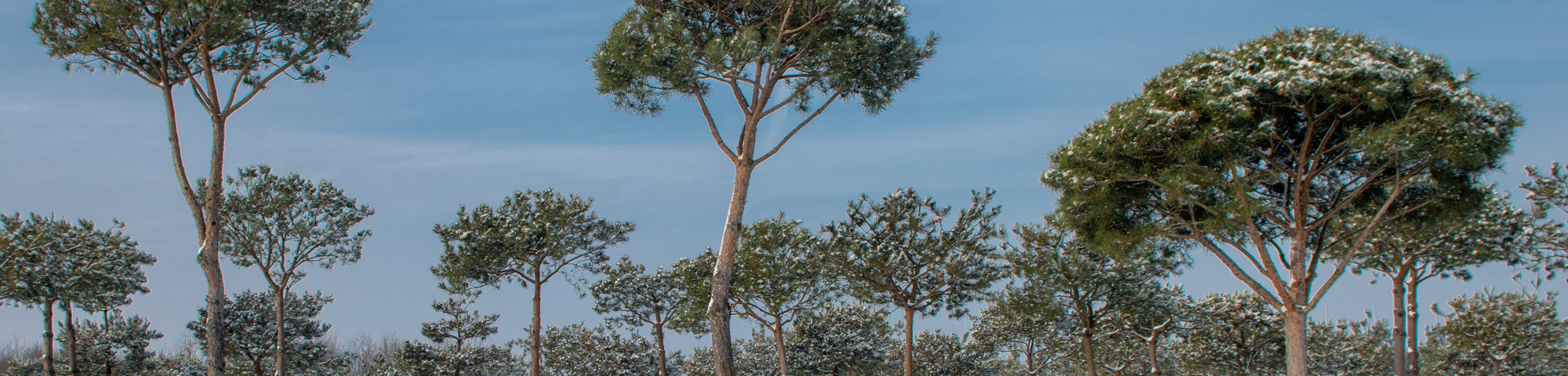 Pinus pinea