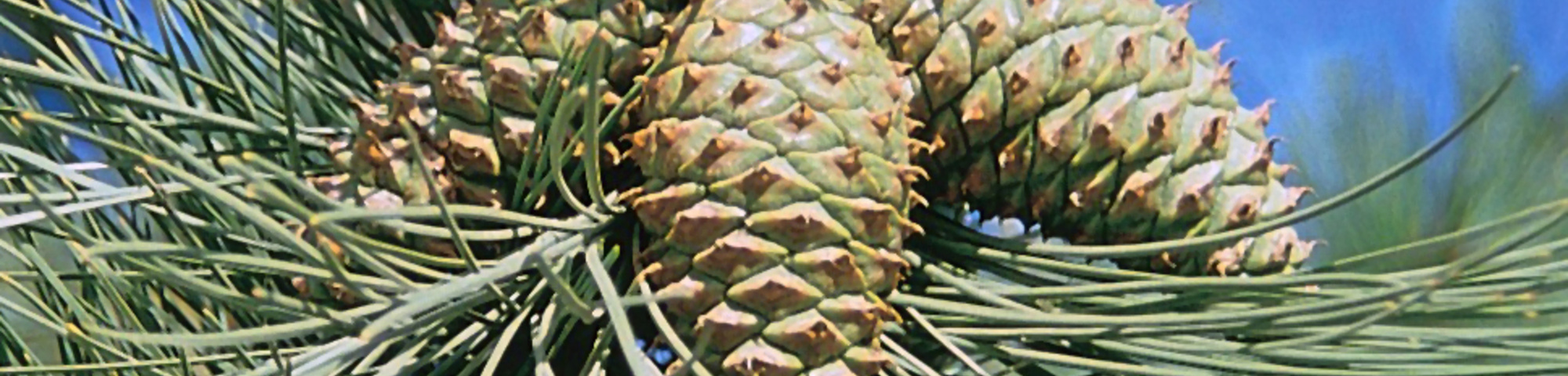 Pinus ponderosa